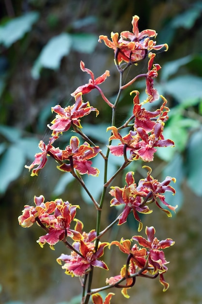 Bellissimo mazzo di fiori di orchidea macchiati di colore giallo bordeaux