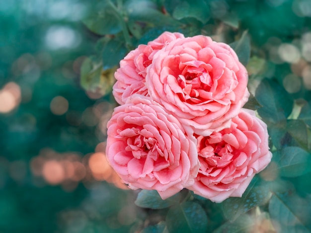 Bellissimo mazzo di fiori di rose rosa in fiore su sfondo verde naturale. Sfondo fiore con copia spazio.