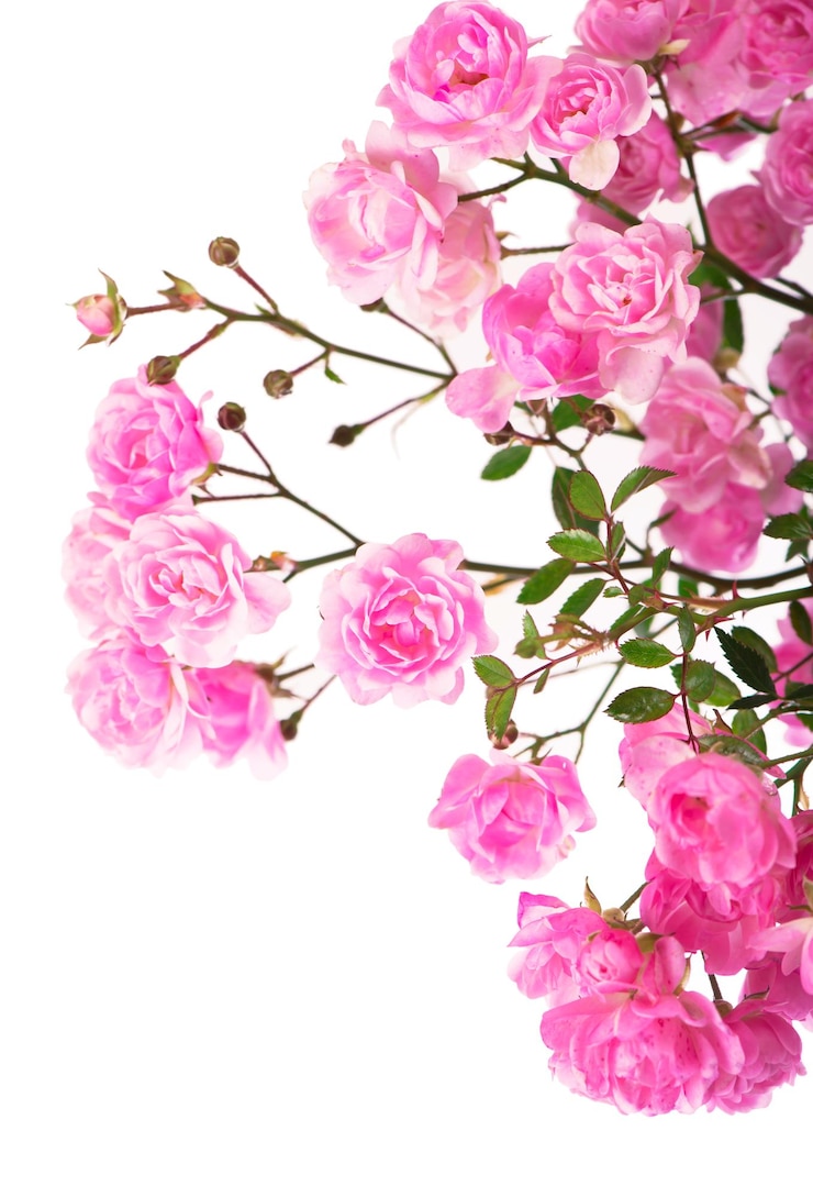 Foto bellissimo mazzo di rose fiori isolati su sfondo bianco