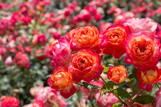 Bellissimo mazzo di rose in fiore nel giardino primaverile