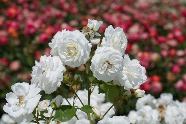 Bellissimo mazzo di rose in fiore nel giardino