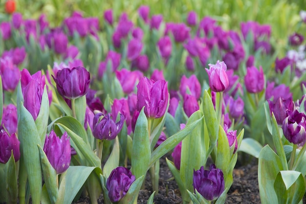 Bellissimo mazzo di tulipani colorati freschi