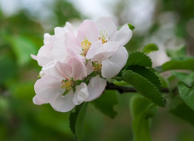 Bellissimo melo in fiore nel parco primaverile da vicino