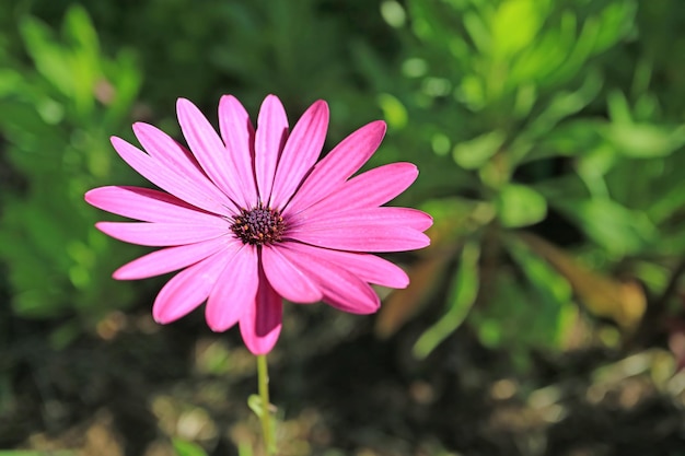 Bellissimo mix di passione Daisy che sboccia alla luce del sole