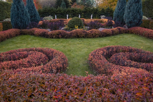 Bellissimo modello di cespugli tagliati sul prato nel parco autunnale Paesaggistica