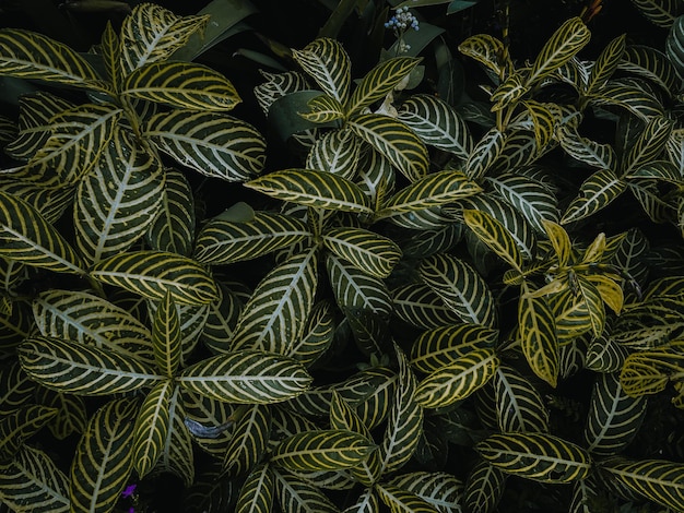 Bellissimo modello di foglie verdi per il concetto di texture di sfondo.