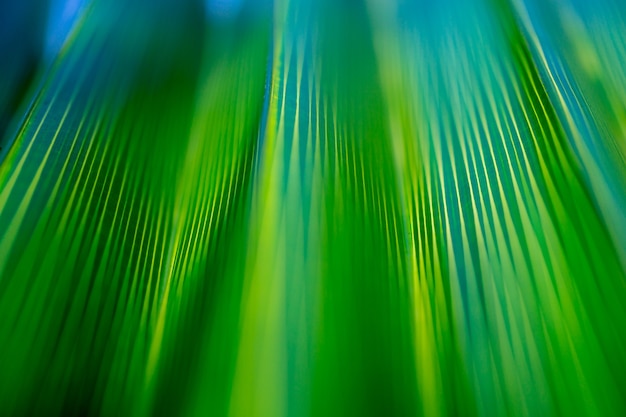 Bellissimo modello esotico di foglie di palma tropicale verde