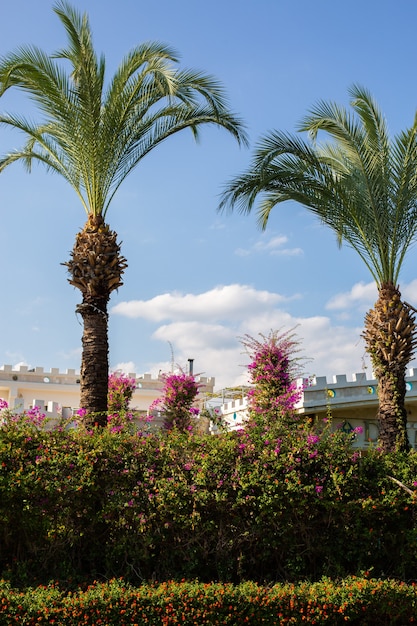 Bellissimo muro di fiori con diversi colori