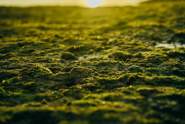 Bellissimo muschio verde su pietre vicino al mare con sfondo tramonto