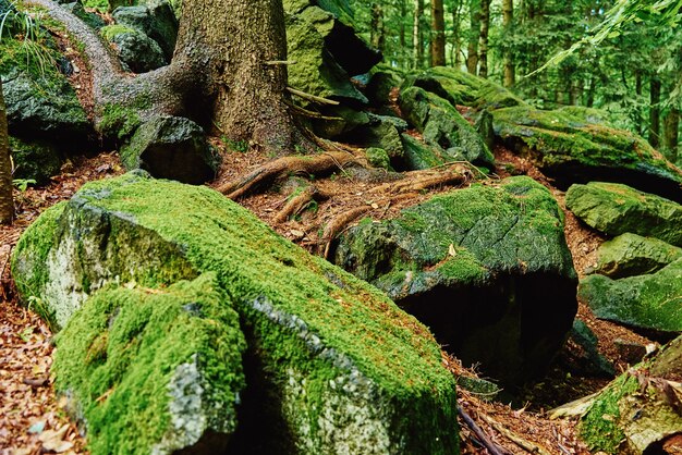 Bellissimo muschio verde sul pavimento nella foresta