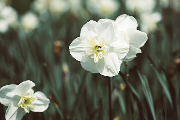 Bellissimo narciso bianco