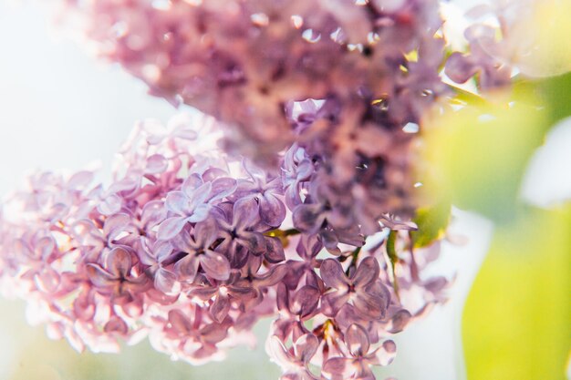 Bellissimo odore viola viola fiore lilla fiori in primavera primo piano ramoscelli di lillà in...