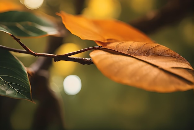 Bellissimo oggetto per la fotografia macro