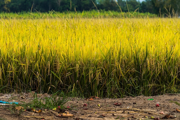 Bellissimo orecchio dorato della pianta di riso al gelsomino tailandese sul campo di riso biologico nel raccolto agricolo del paese asiatico con sfondo cielo al tramonto.