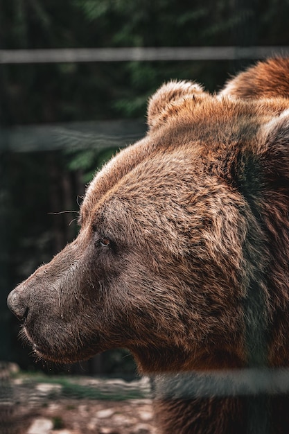 Bellissimo orso bruno nella foresta. Muso dell'orso da vicino.