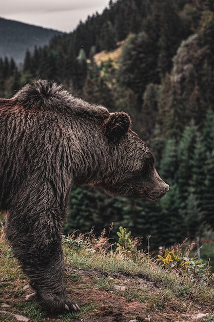 Bellissimo orso bruno nella foresta. Vista della natura.