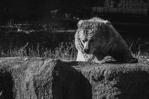 Bellissimo orso bruno Tien Shan