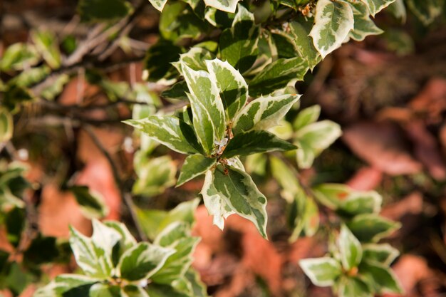 Bellissimo Osmanthus Heterophyllus Goshiki False Holly, agrifoglio osmanthus o agrifoglio oliva con fogliame sempreverde variegato appuntito. Paesaggio verde, carta da parati fresca, concetto di sfondo della natura