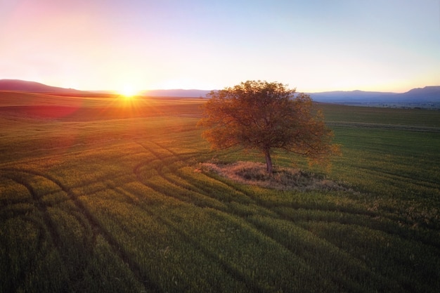 Bellissimo paesaggio aereo di un albero solitario al tramonto.