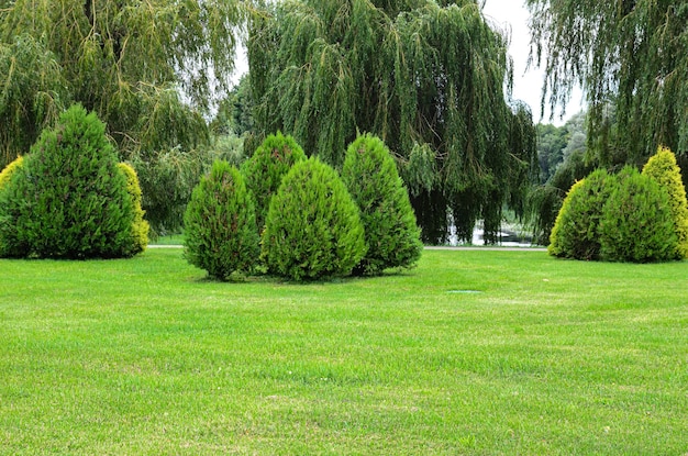 bellissimo paesaggio alberi sul prato estivo