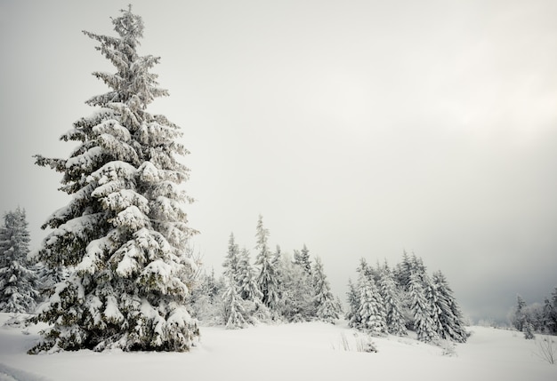 Bellissimo paesaggio aspro e affascinante di abeti innevati in piedi su cumuli di neve e montagne