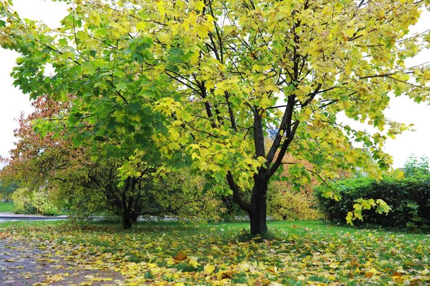 Bellissimo paesaggio autunnale con alberi gialli e sole Fogliame colorato nel parco Foglie che cadono sfondo naturale