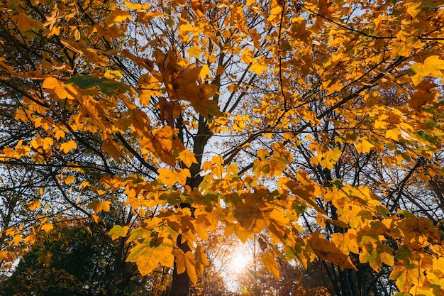 Bellissimo paesaggio autunnale con alberi gialli e sole Fogliame colorato nel parco Foglie che cadono