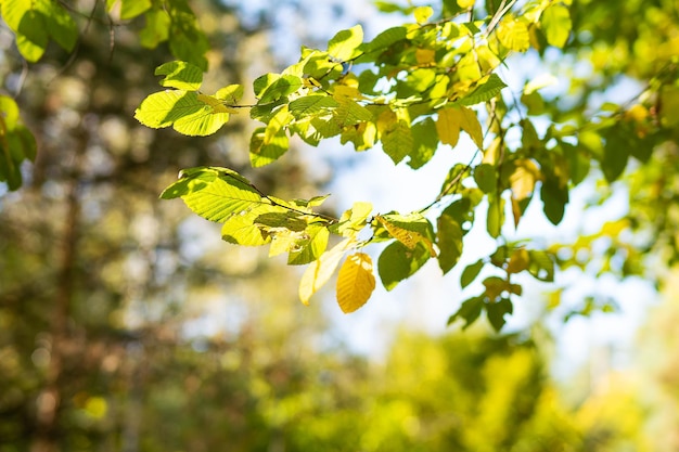 Bellissimo paesaggio autunnale con alberi gialli e sole Foglie colorate nel parco Concetto di stagione autunnale