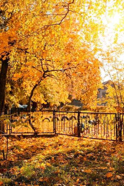 Bellissimo paesaggio autunnale con alberi gialli e sole