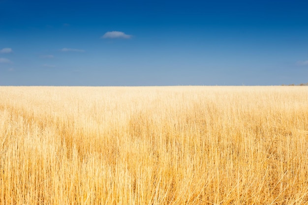 Bellissimo paesaggio autunnale con campo giallo e cielo blu.