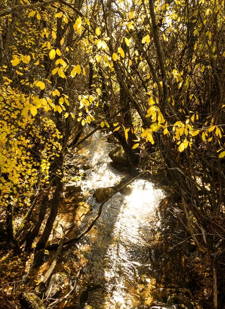 Bellissimo paesaggio autunnale della foresta