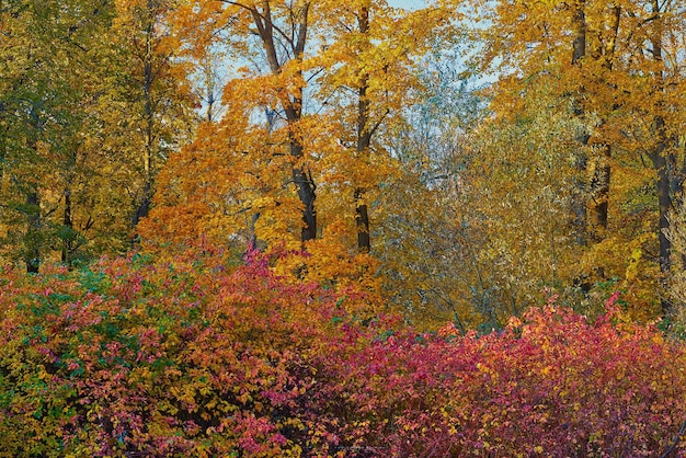 Bellissimo paesaggio autunnale di alberi e cespugli con foglie colorate o fogliame variegato