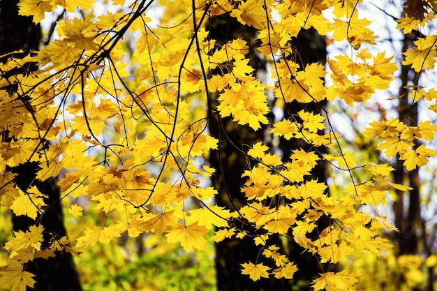 Bellissimo paesaggio autunnale Foglia d'autunno Parco forestale colorato Fogliame colorato autunnale sul lago con bellissimi boschi di colore rosso e gialloAceri gialli e rossi in Europa America Asia