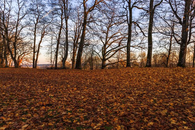 Bellissimo paesaggio autunnale nel parco cittadino