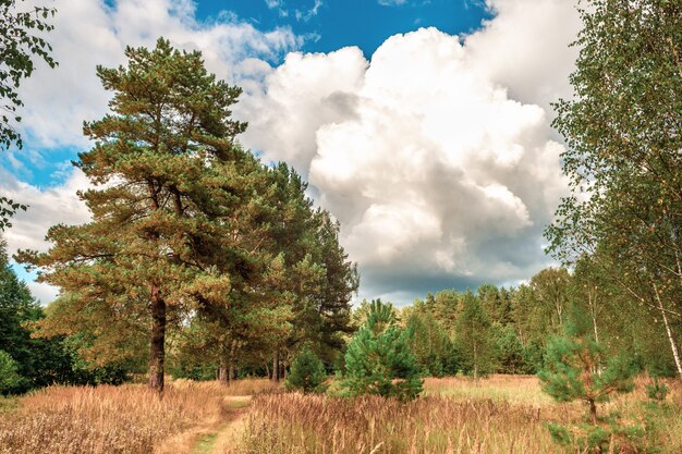 Bellissimo paesaggio autunnale Panorama Solitario bellissimo albero e cielo autunnali