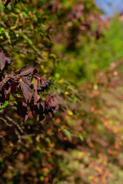 Bellissimo paesaggio autunnale selvaggio