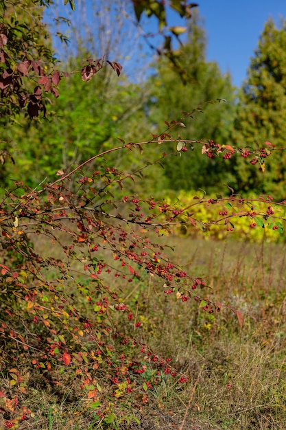 Bellissimo paesaggio autunnale selvaggio