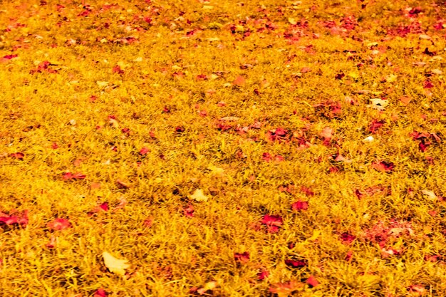 Bellissimo paesaggio autunnale sfondo vintage natura scena nella stagione autunnale