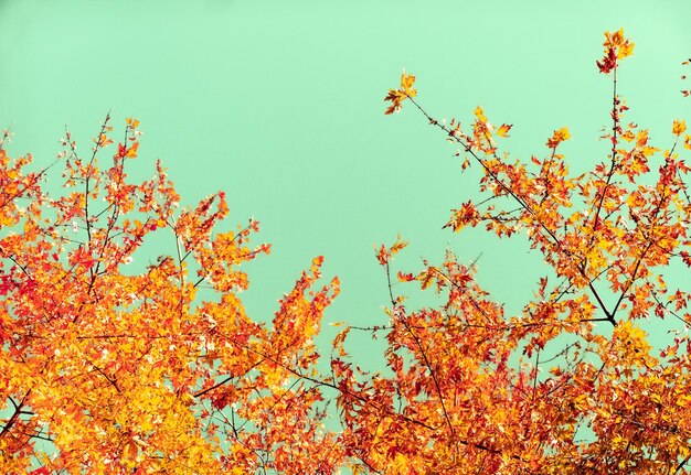 Bellissimo paesaggio autunnale sfondo vintage natura scena nella stagione autunnale