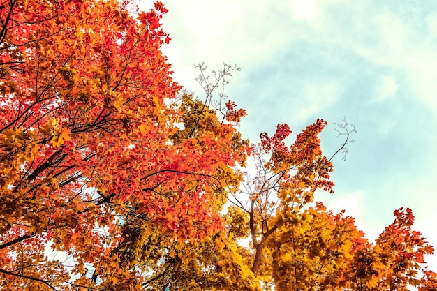 Bellissimo paesaggio autunnale sfondo vintage natura scena nella stagione autunnale