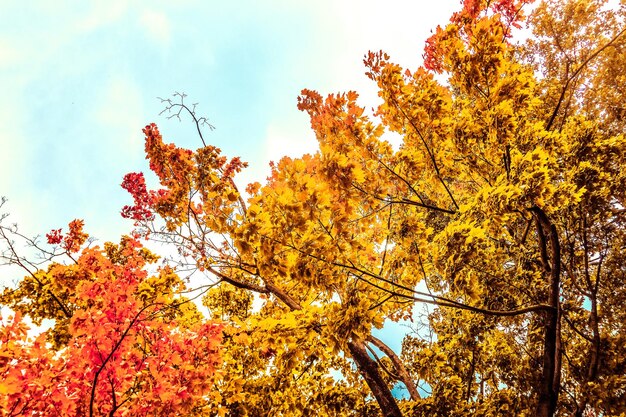 Bellissimo paesaggio autunnale sfondo vintage natura scena nella stagione autunnale