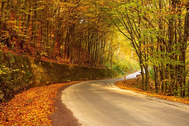 Bellissimo paesaggio autunnale soleggiato con foglie rosse secche cadute, strada attraverso la foresta e alberi gialli