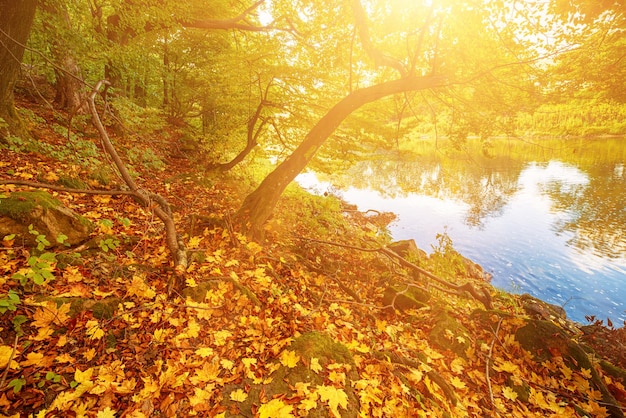 Bellissimo paesaggio autunnale soleggiato con riflesso nelle foglie secche rosse dell'acqua