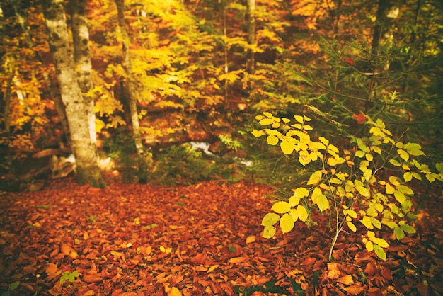 Bellissimo paesaggio autunnale vintage con foglie di acero rosse secche cadute e fiume di montagna