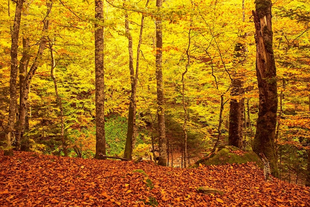 Bellissimo paesaggio autunnale vintage con foglie di acero rosse secche cadute nella foresta di faggi