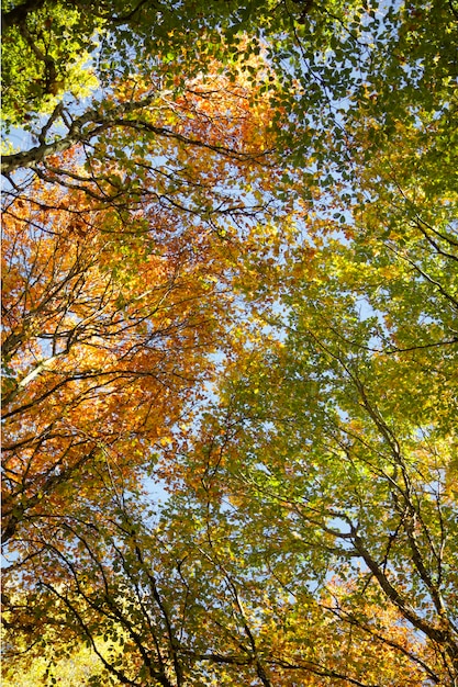 Bellissimo paesaggio autunno in giardino caduta in montagna Golden treetops Sfondo naturale