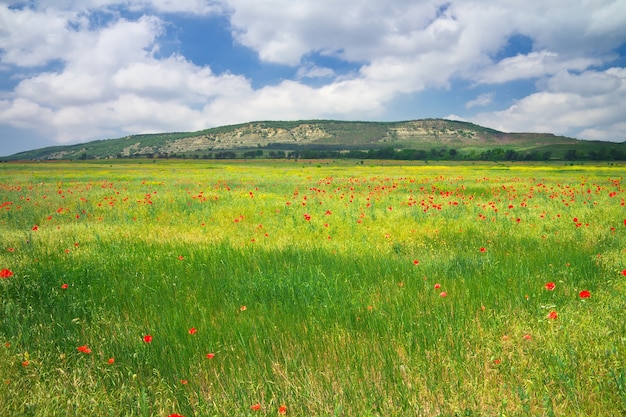 Bellissimo paesaggio colorato con fiori. Prato di primavera.