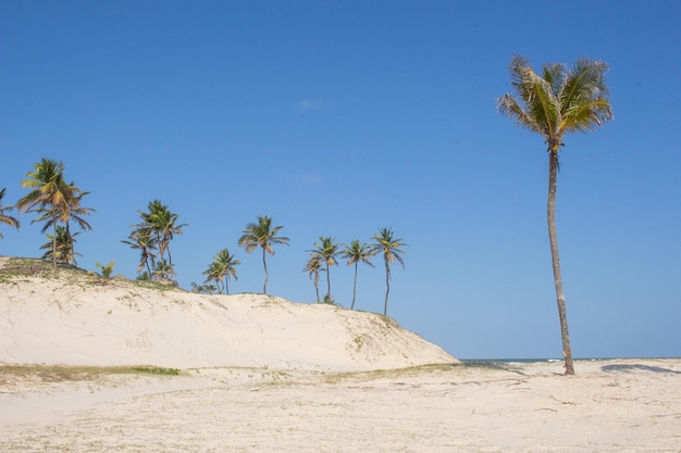 Bellissimo paesaggio con alberi di cocco vicino alla spiaggia