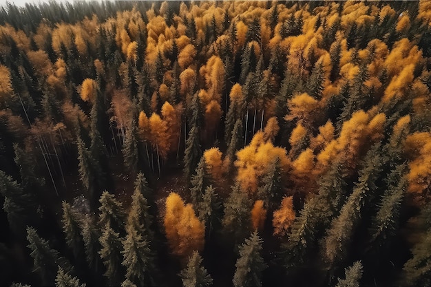 Bellissimo paesaggio con alberi stradali con foglie rosse e arancioni Vista dall'alto da un drone volante AI