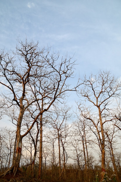 Bellissimo paesaggio con alberi